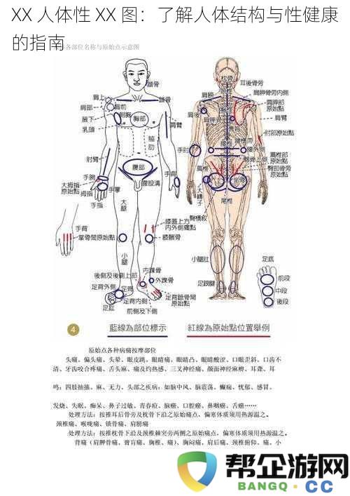 人体结构与性健康指南：深入了解 XX 人体性 XX 图的知识