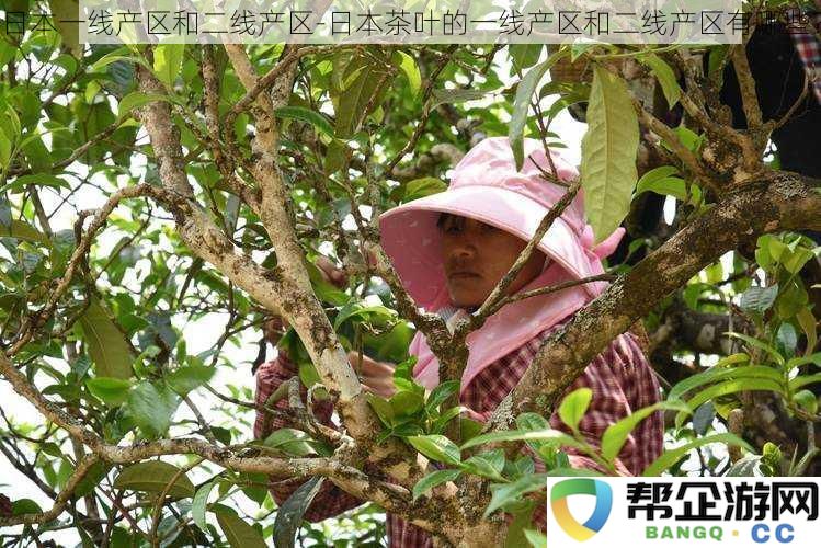 探讨日本茶叶的主要产区：一线与二线产区的异同和特点